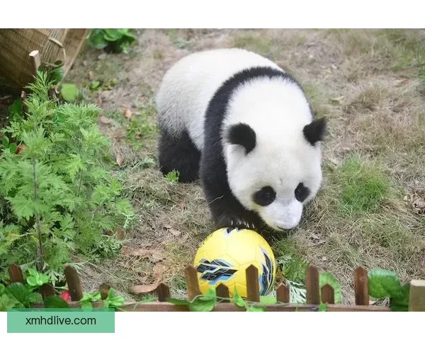 熊猫体育世界杯：激情四射的全球足球盛宴点燃夏日热情